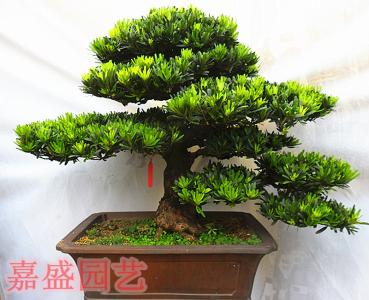 罗汉松盆景03